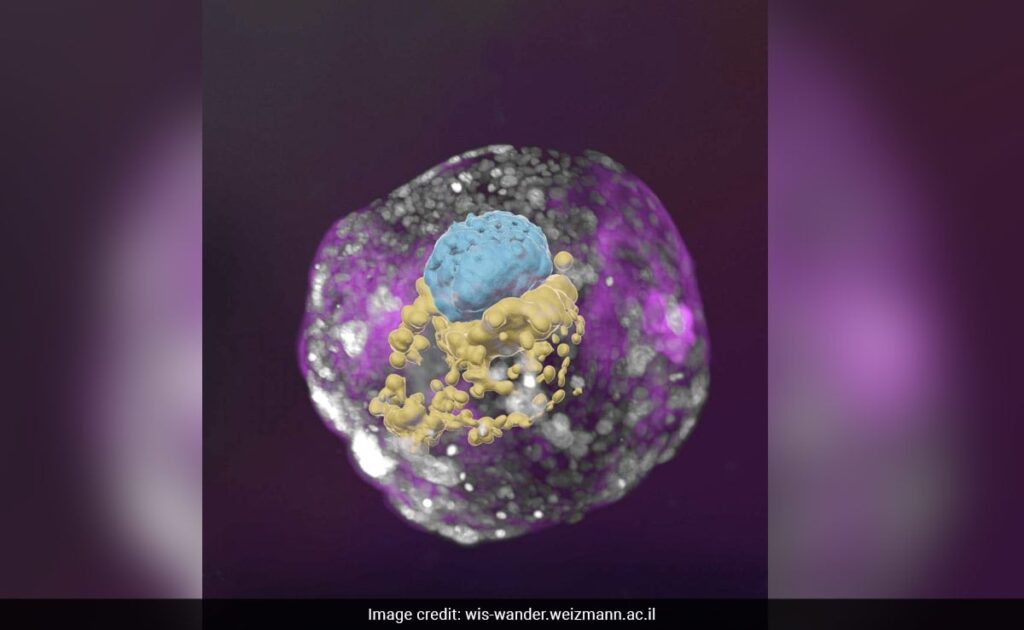 US Court Declares Frozen Embryos As “Children”. What It Means