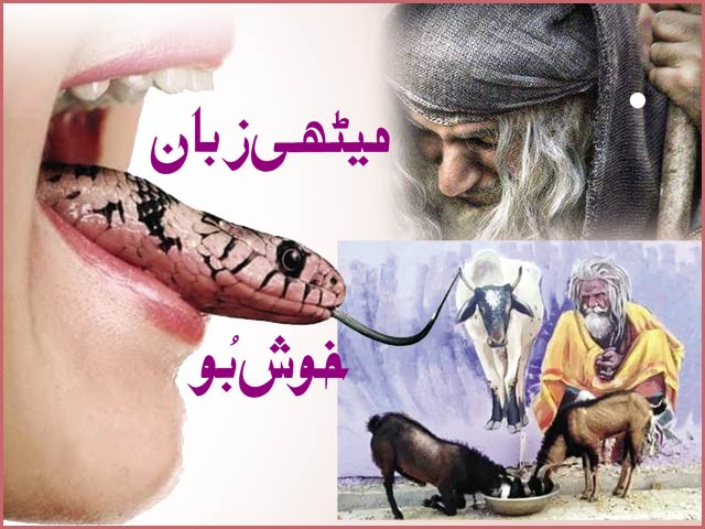 میٹھی زبان خوش بُو – ایکسپریس اردو