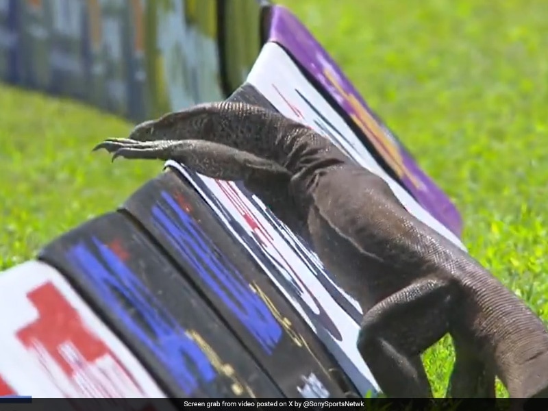 Monitor Lizard Enters Ground, Halts Sri Lanka vs Afghanistan One-Off Test. Watch