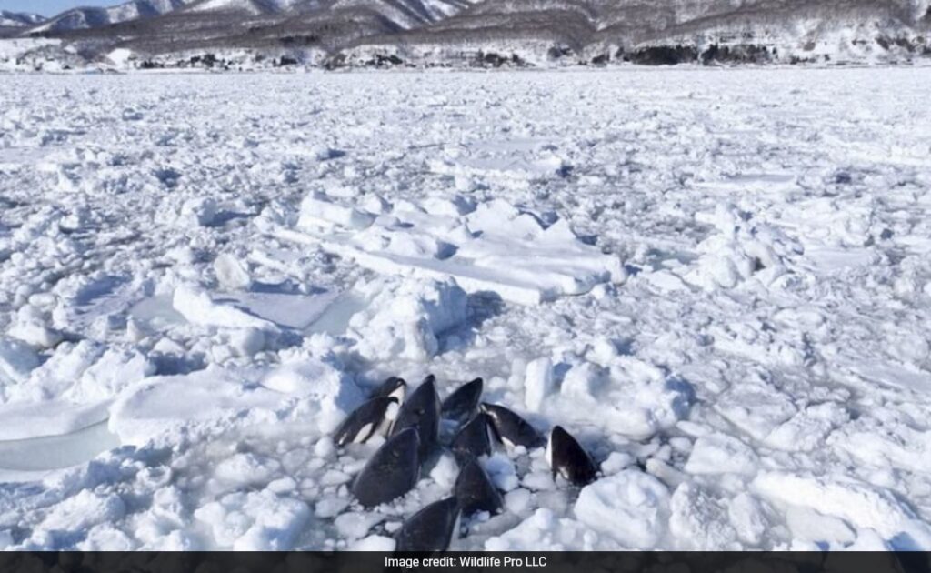 Pod Of Orca Whales Trapped In Sea Of Ice Off Japan’s Coast, Officials Say They Have “No Choice But To Wait”