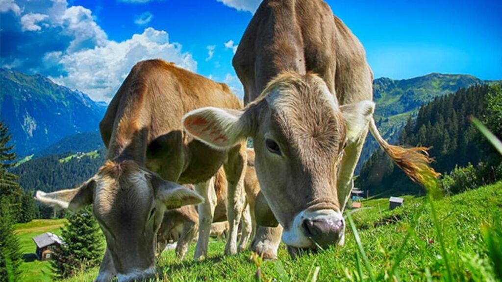 Unbelievable! West Indies Cricket Match Cancelled As Cows Damage Part Of Field