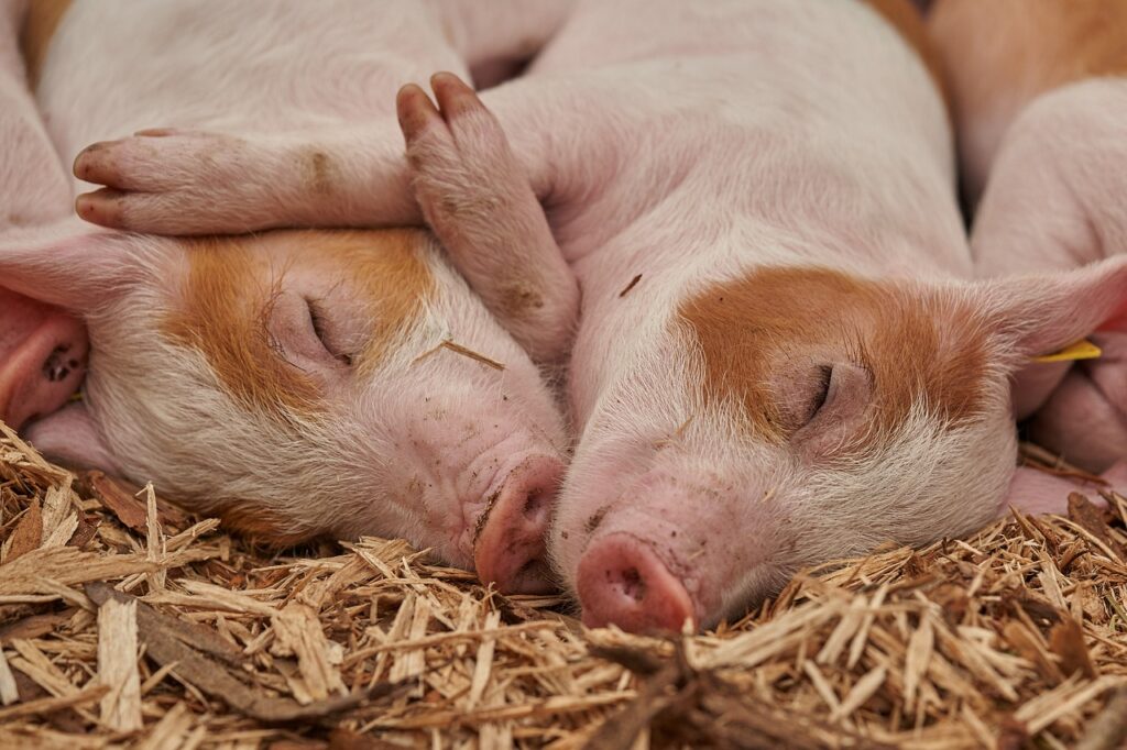 French Barmaid Becomes A Pig Pedicurist