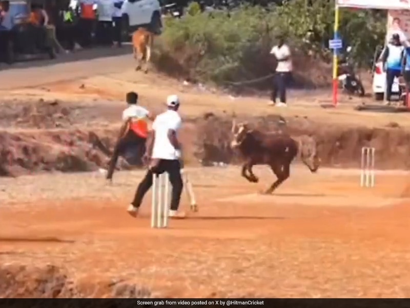 “Baz-Bull”: IPL Team’s Hilarious Post On Angry Bovine Disrupting Cricket Match Is Viral. Watch