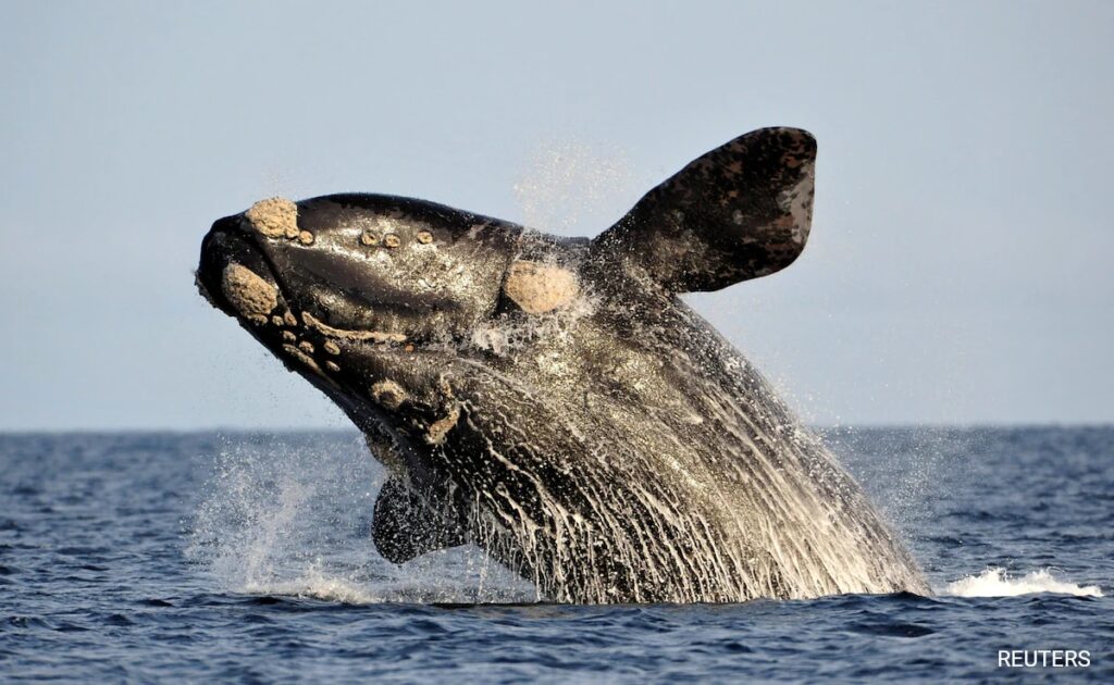 Scientists Discover Anatomy Behind Songs Of Baleen Whales