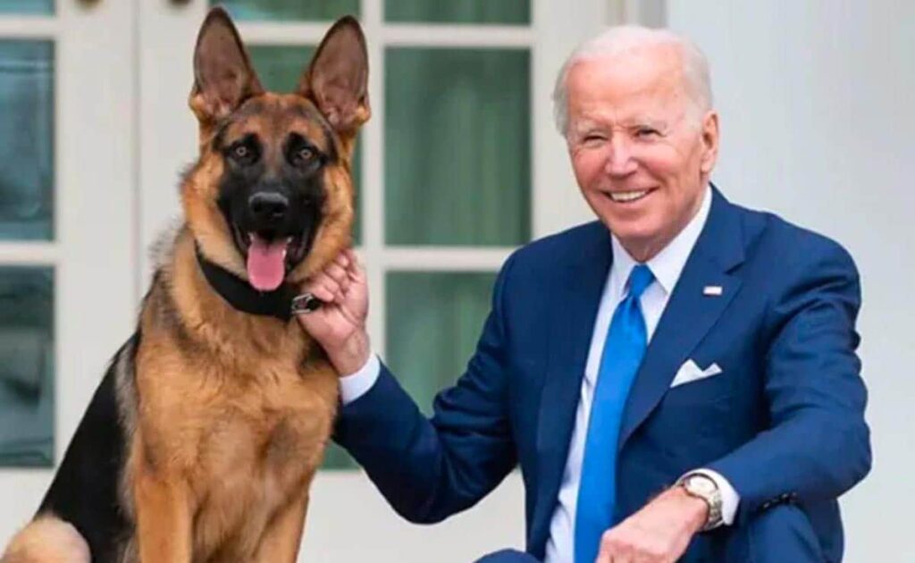 Joe Biden’s Dog Bit US Secret Service Agents 24 Times: Report