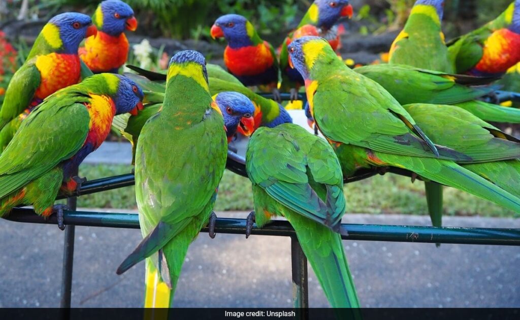 Fatal ‘Parrot Fever’ Outbreak Claims 5 Lives Across Europe